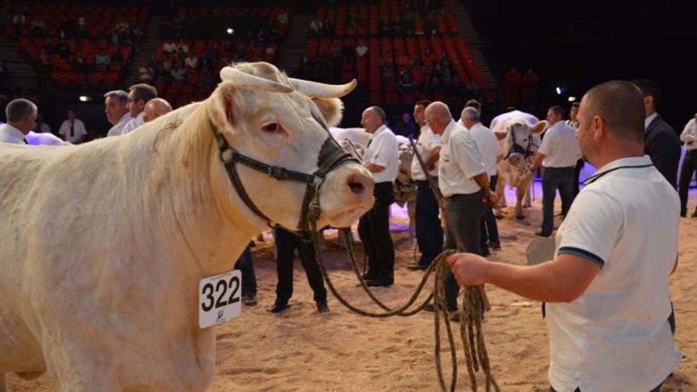 Les concours bovins viande, dont le national Charolais avaient lieu dans le Zénith d'Auvergne. (©Terre-net Média)