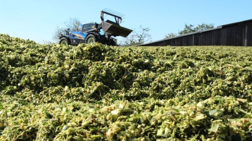 L'échantillon de maïs peut être pris en vert sur plusieurs remorques et congelé si besoin, ou bien après l'ouverture du silo sur l'ensemble du front d'attaque. (©Terre-net Média)
