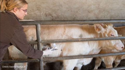 La vaccination est plus courante en élevage allaitant que laitier (©Cheick.Saidou/MinAgri.fr)