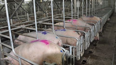Verraterie pour les truies en période d'insémination. Malgré des nouvelles normes sur la gestation des truies en groupe, ou en "cages enrichies" pour poules pondeuses, les élevages hors sol occupent le devant de la scène médiatique. (©Terre-net Média) Verraterie pour les truies en période d'insémination. Malgré des nouvelles normes sur la gestation des truies en groupe, ou en "cages enrichies" pour poules pondeuses, les élevages hors sol occupent le devant de la scène médiatique. (©Terre-net Média)