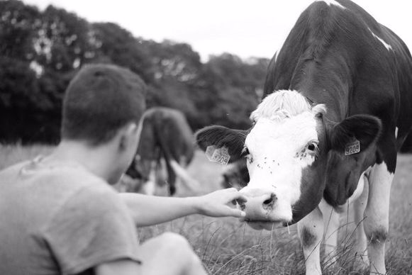 Les vaches, une vraie passion « Chaque amour commence par l’apprivoisement de l’autre. Moi, je les aime toutes sans exception. »