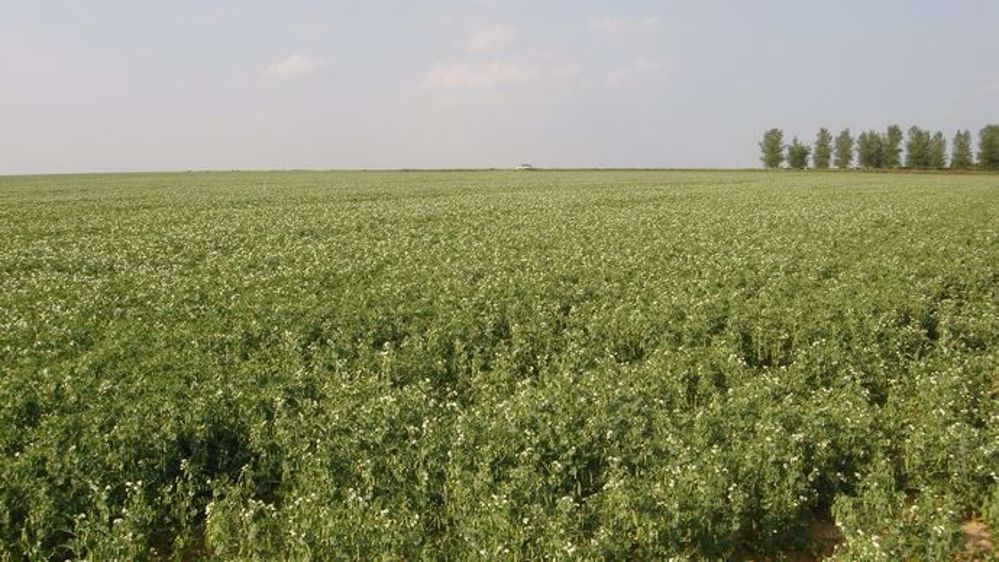 Le programme prévoit notamment de « soutenir les projets agricoles et industriels de R&D pour constituer une offre de protéines fonctionnelles de qualité et d'origine variée ». (©Terre-net Média)
