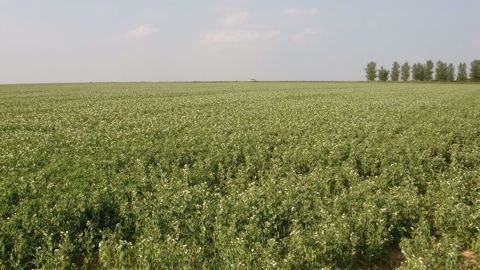 Le programme prévoit notamment de « soutenir les projets agricoles et industriels de R&D pour constituer une offre de protéines fonctionnelles de qualité et d'origine variée ». (©Terre-net Média) Le programme prévoit notamment de « soutenir les projets agricoles et industriels de R&D pour constituer une offre de protéines fonctionnelles de qualité et d'origine variée ». (©Terre-net Média)