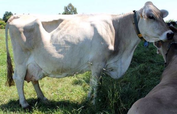 COQUINE Zaster EX90 mère de JOUJOU Vigor proposée à la vente