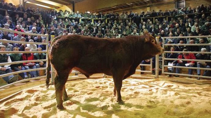 Vente de taureaux qualifié RJ à Lanaud