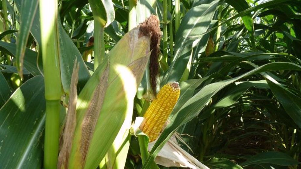 La synthèse pluriannuelle des résultats d'essais est une bonne base de réflexion quant au choix variétal. (©Terre-net Média)
