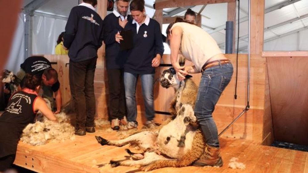 Après 40 ans d’existence, le championnat du monde de tonte de moutons pourra peut-être, pour la première fois, se dérouler en France en 2019. (©Terre-net Média)