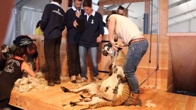 Tonte de moutons