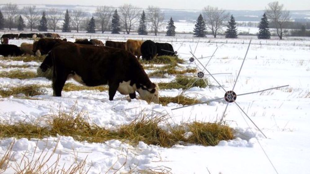  Pour le pâturage en andain comme pour le « bale grazing », les animaux sont changés de parcelle avant le dégel pour éviter qu’ils n’endommagent trop les sols. (©<a href="http://www.agr.gc.ca/fra/nouvelles/science-de-l-innovation-agricole/des-repas-congeles-pour-bovins-le-paturage-en-andain-permet-deconomiser-temps-et-argent/?id=1450194753308" target="_blank">http://www.agr.gc.ca</a> )