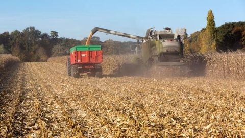 Les biocarburants conventionnels produits essentiellement à partir de maïs atteignent leur plafond de développement en 2017 aux Etats-Unis. (©Watier Visuels) Les biocarburants conventionnels produits essentiellement à partir de maïs atteignent leur plafond de développement en 2017 aux Etats-Unis. (©Watier Visuels)