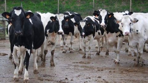 Le seuil d'autorisation pour les élevages laitiers passe de 200 à 400 animaux. (©Terre-net Média) Le seuil d'autorisation pour les élevages laitiers passe de 200 à 400 animaux. (©Terre-net Média)