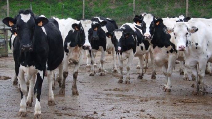 Le seil d'autorisation pour les élevages laitiers passe de 200 à 400 animaux.