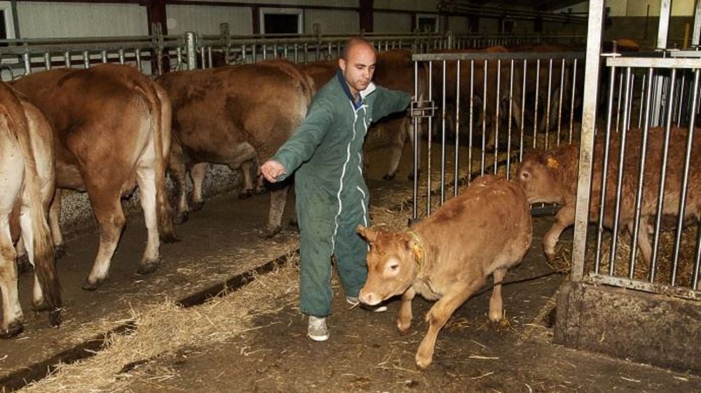 Pour qu'ils conservent une viande claire et savoureuse, les veaux limousins élevés sous la mère doivent téter leur mère à heures fixes puis sont complémentés avec du lait de "tantes" montbéliardes. (©Terre-net Média)