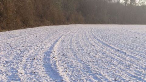 La couverture neigeuse en Russie et en Ukraine est insuffisante à l’approche de températures excessivement froides, des pertes hivernales pourraient survenir sur les cultures de blé. (©Terre-net Média)
