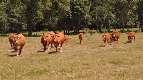  La section bovine de la Caveb est composée de 400 adhérents localisés principalement en Deux-Sèvres et dans la Vienne. (©Terre-net Média)