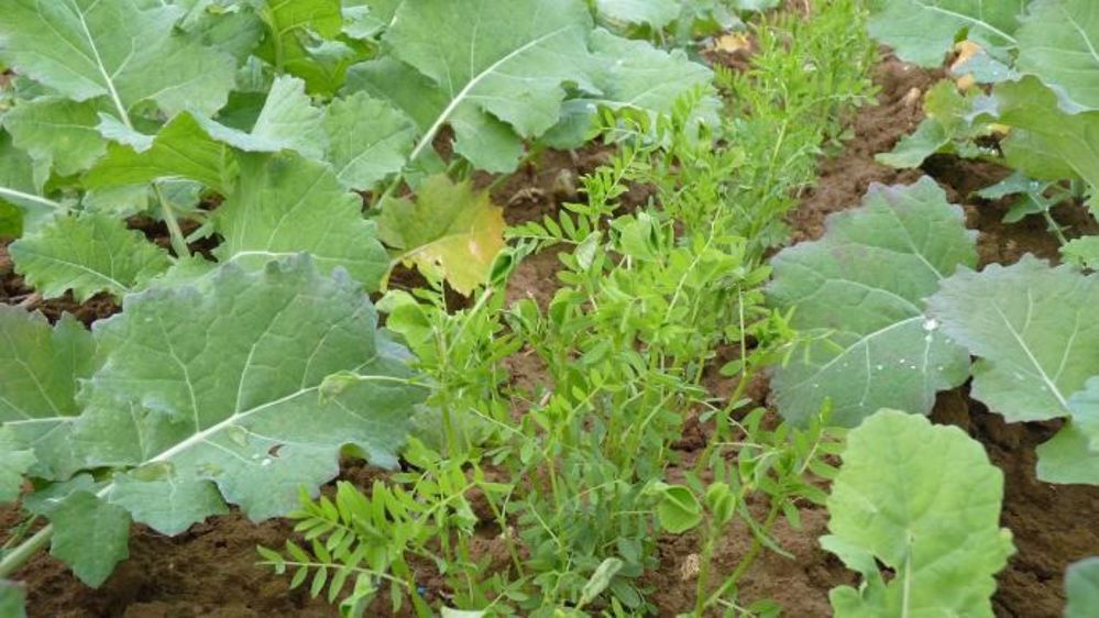 Colza associé à la vesce et à la lentille. (©Terre-net Média)