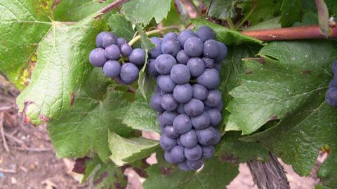 Synthèse de quelques informations sur l'actualité et les mutations du monde du vin en décembre 2016 et début 2017. (© Terre-net Média)