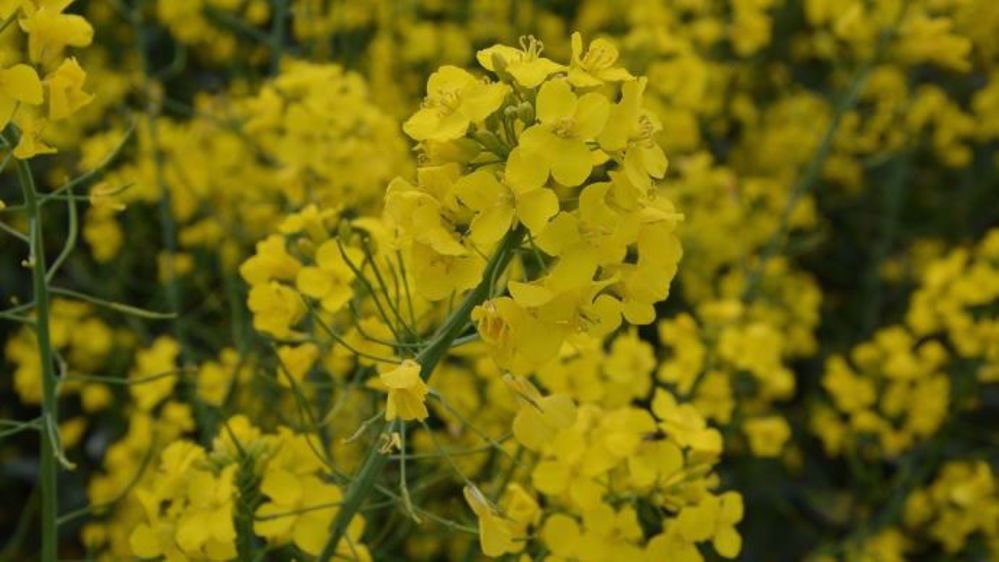 Polyversum est proposé pour la campagne 2016/2017 en pack avec Vertara (protection du blé), Sunorg Pro / Caramba Star, Spekfree et Erasmus (blé et colza). (©Terre-net Média)