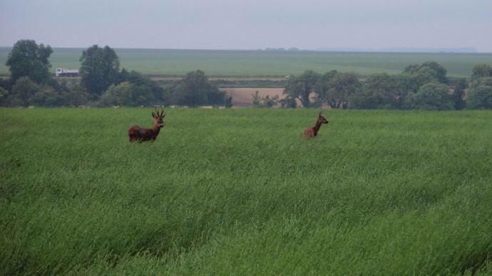 Gibier dans une plaine