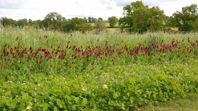 Prairie de moins de trois ans
