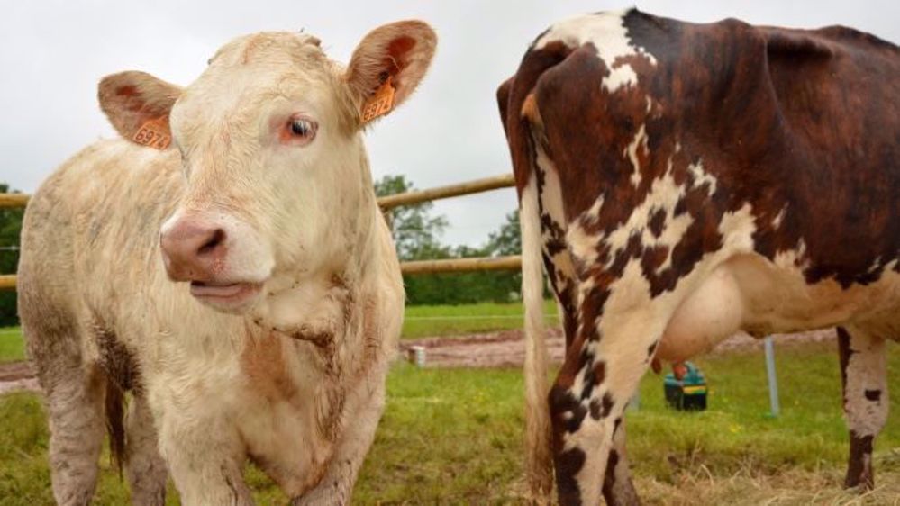 L'institut de l'élevage prévoit une hausse de + 0,7 % de la production française de viande bovine en 2017. Elle pourrait peser sur les<a href="http://www.web-agri.fr/cotations-viande/12" target="_self"> cours de la viande bovine</a>, à moins que les exportations vers le Moyen-Orient et l'Asie ne viennent doper la demande. (©Terre-net Média)