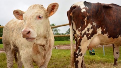 L'institut de l'élevage prévoit une hausse de + 0,7 % de la production française de viande bovine en 2017. Elle pourrait peser sur les<a href="http://www.web-agri.fr/cotations-viande/12" target="_self"> cours de la viande bovine</a>, à moins que les exportations vers le Moyen-Orient et l'Asie ne viennent doper la demande. (©Terre-net Média)