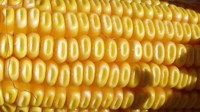 Le Mon 810, seule culture OGM autorisée en Europe, est cultivée dans seulement trois pays: l'Espagne, le Portugal et la République Tchèque.