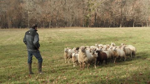 Les derniers agneaux de cet hiver, 100 % herbe, prêts pour la vente. (©Yoann Frontout)
