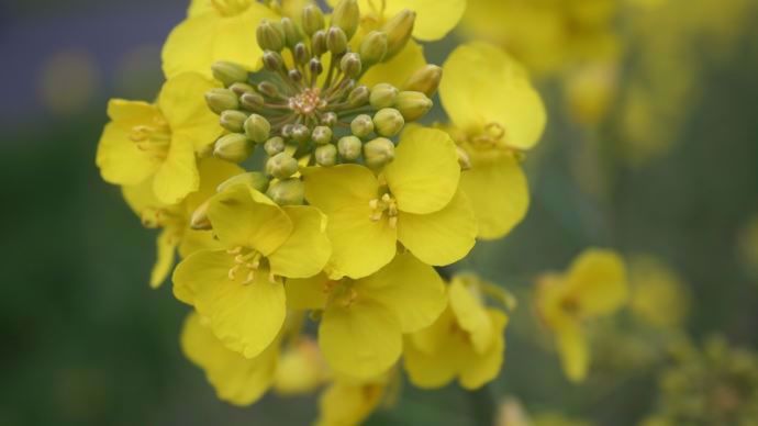 Fleur de colza