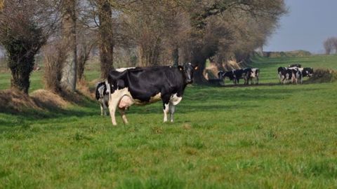 Plusieurs coopératives irlandaises proposent à leurs adhérents une contractualisation triennale à prix fixe d'une partie de leur production pour les aider à faire face à la volatilité des marchés. (©Terre-net Média)