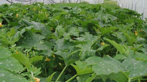 Le prix des courgettes a été multiplié par 4 à 5 en France mi-janvier. (©Terre-net Média)