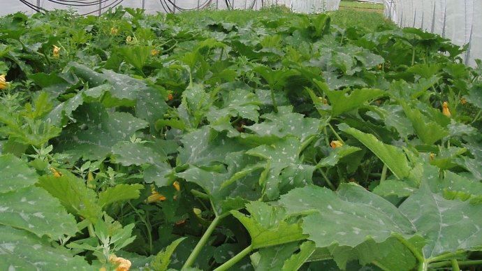 Courgette