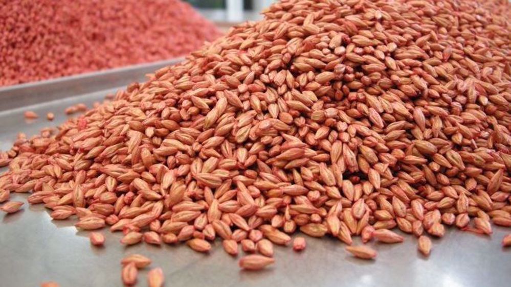 Représentant 43 % des exportations de produits agricoles, les semences françaises boostent un commerce extérieur pourtant en berne. (©Terre-net Média)
