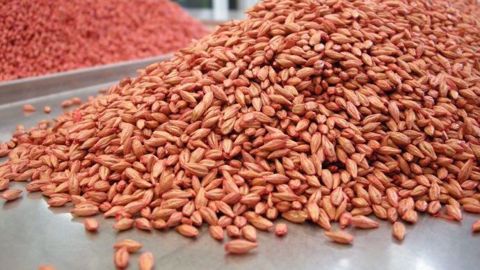 Représentant 43 % des exportations de produits agricoles, les semences françaises boostent un commerce extérieur pourtant en berne. (©Terre-net Média)