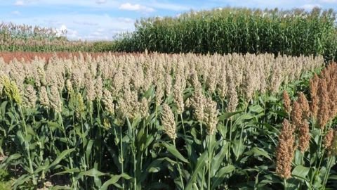 Les multiples facettes du sorgho : grains blancs ou roux, biomasse, ensilage. (©Terre-net Média)