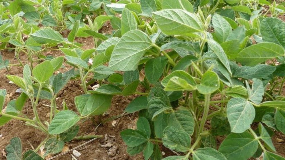 Les récoltes de soja au Brésil sont retardées à cause de la pluie. (©Terre-net Média)