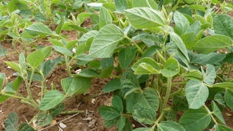 Les récoltes de soja au Brésil sont retardées à cause de la pluie. (©Terre-net Média)