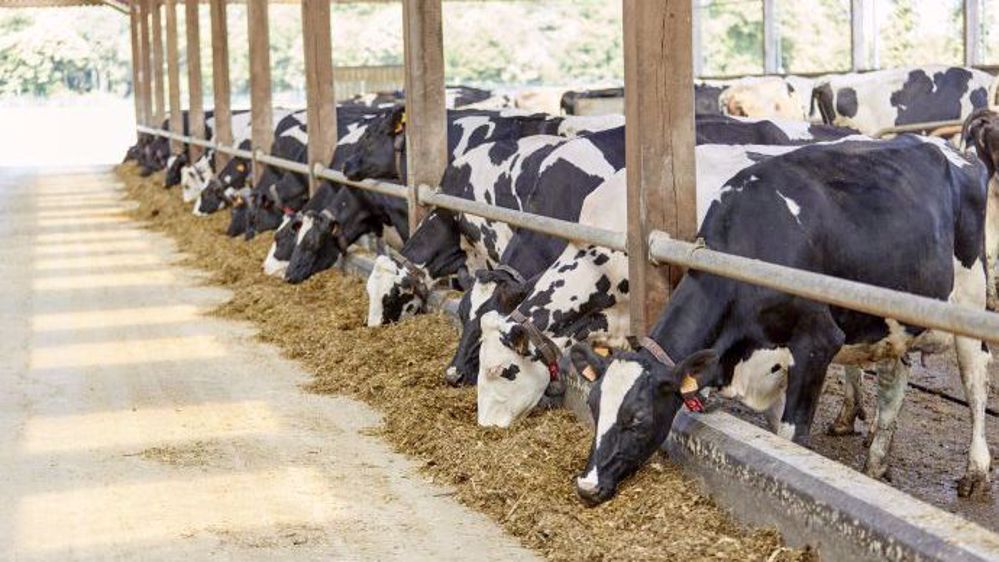 De la récolte à l'ouverture du silo, l'ensemble des étapes qui permettent de confectionner le silo doivent être respectées pour améliorer la conservation (©HYPRED)
