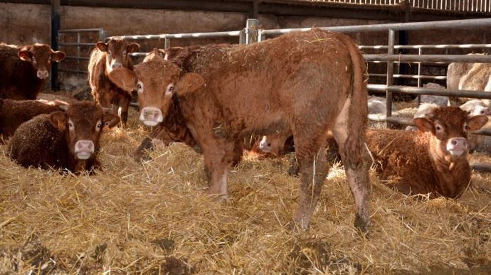 Les disponibilités en broutards en 2017 seront plutôt en baisse par rapport à 2016 selon Germain Milet de l'Idele-Institut de l'élevage. (©Terre-net Média)