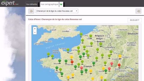 Expert vous permet de suivre et d'anticiper les vols d'insectes présentant un risque en colza. (©Terres Inovia)