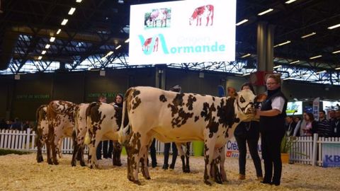 Origen Normande, l’entreprise de sélection d’Origenplus et Gènes Diffusion