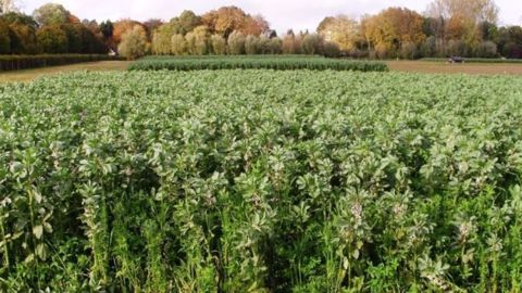 Couvert de légumineuses sur la plateforme d’essai Vegesol. (©Thierry Tétu)