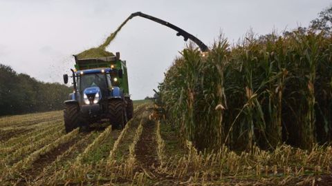 Comment bien choisir sa variété de maïs fourrage afin d’assurer à la fois rendement, qualité à la récolte et valeur alimentaire ? (©Terre-net Média)