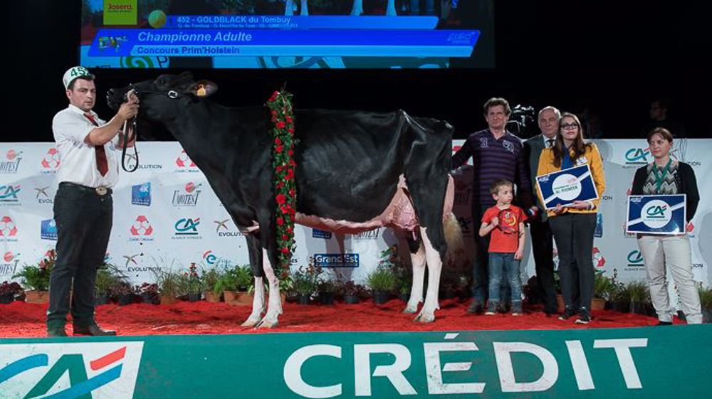 Goldblack du Tombuy, de nouveau grande championne Prim'holstein d'Eurogénétique ! (©S.Toledo/TNM) Goldblack du Tombuy, de nouveau grande championne Prim'holstein d'Eurogénétique ! (©S.Toledo/TNM)