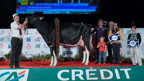 Goldblack du Tombuy, de nouveau grande championne Prim'holstein d'Eurogénétique ! (©S.Toledo/TNM) Goldblack du Tombuy, de nouveau grande championne Prim'holstein d'Eurogénétique ! (©S.Toledo/TNM)