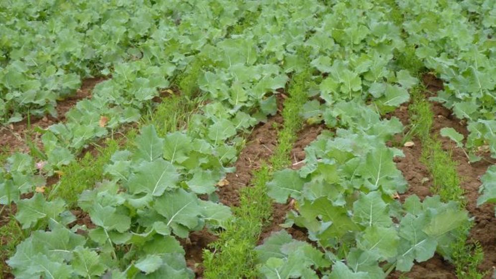 « La synergie entre le colza et le couvert permet de réduire les doses d’azote et d’herbicides, et de maîtriser les adventices, tout en maintenant les rendements », assure Terres Inovia. (©Terre-net Média)