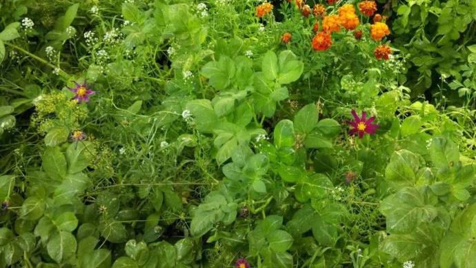 Mélange florale pour flore auxiliaire.