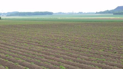 En cas de printemps sec, un rattrapage en post-levée pourra être nécessaire. (©Terre-net Média)