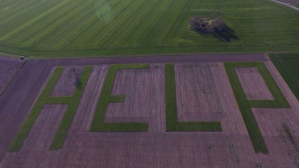 Jacques Fortin, producteur à Athée-sur-Cher, en Touraine, a inscrit le slogan "HELP" avec du blé. (©Jacques Fortin) 
