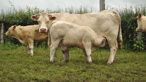 Le budget consacré aux aides aux bovins allaitants est de 640,34 M€ pour 2017. (©Terre-net Média)